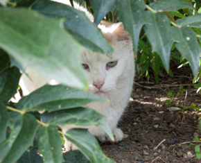 a white cat seated behind plants