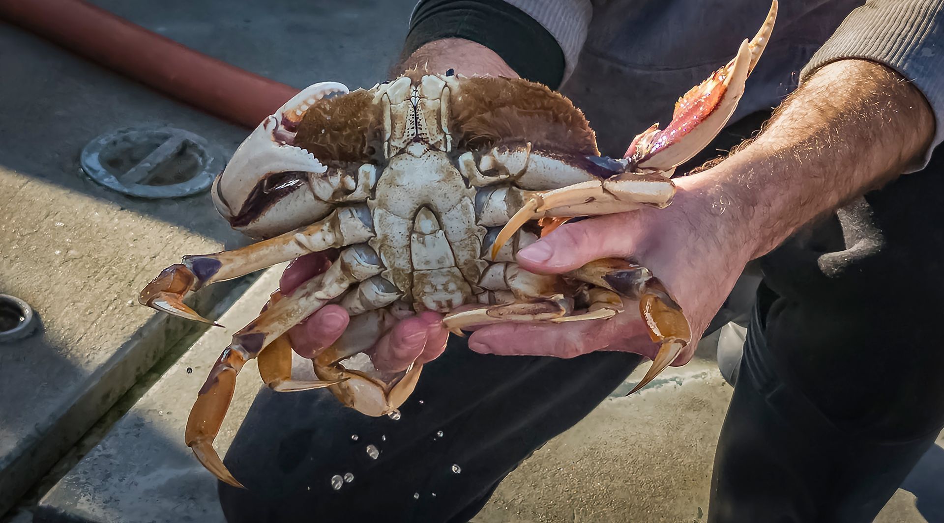 Go Crabbing in the Harbour