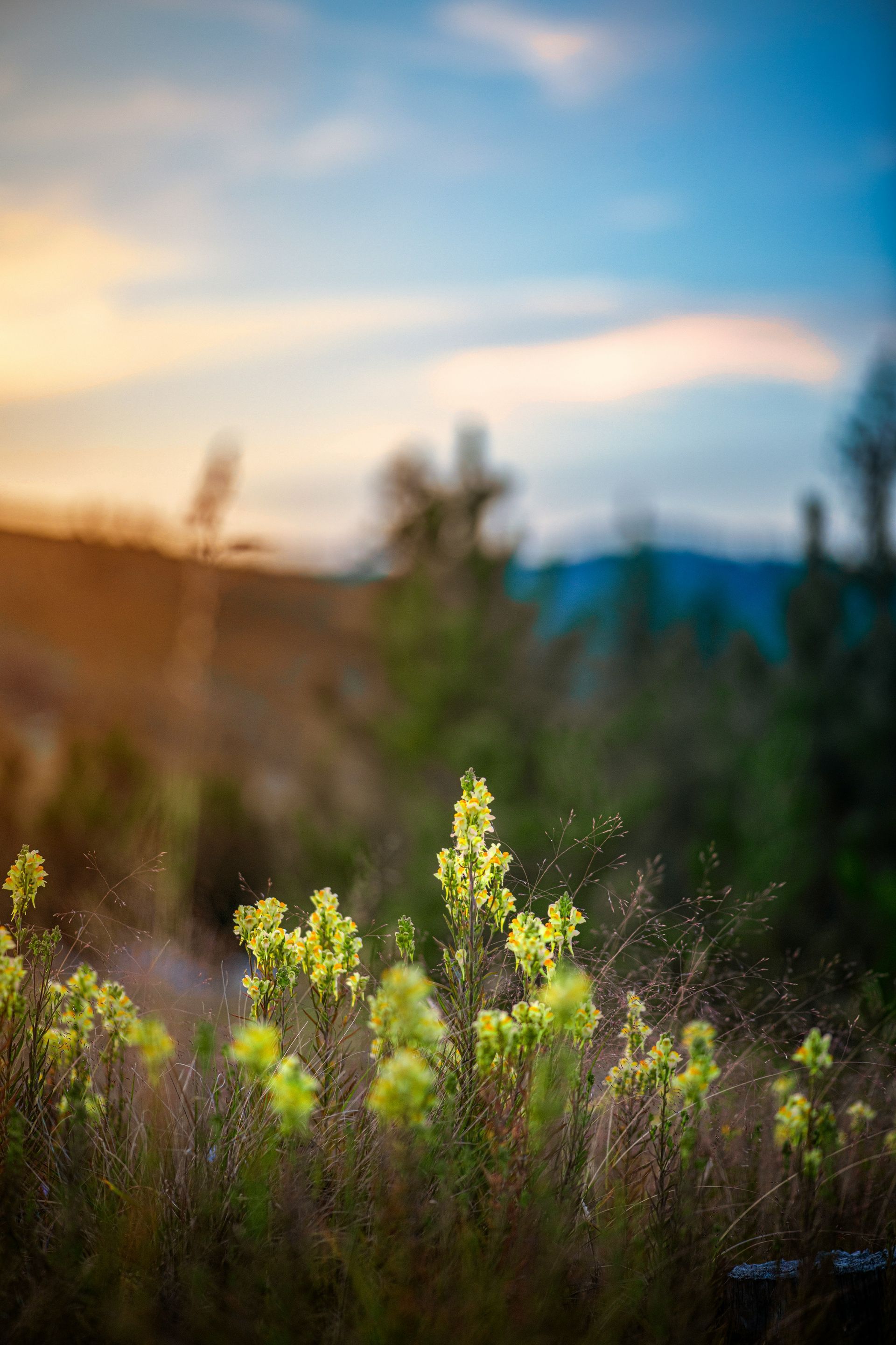 A field of yellow flowers with a sunset in the background.