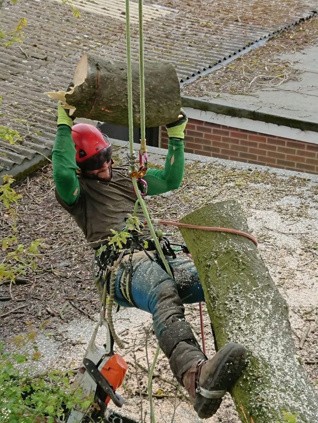 TREE MANAGEMENT