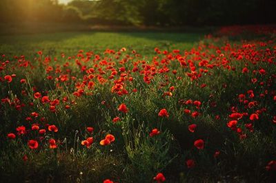 Field of red poppy flowers