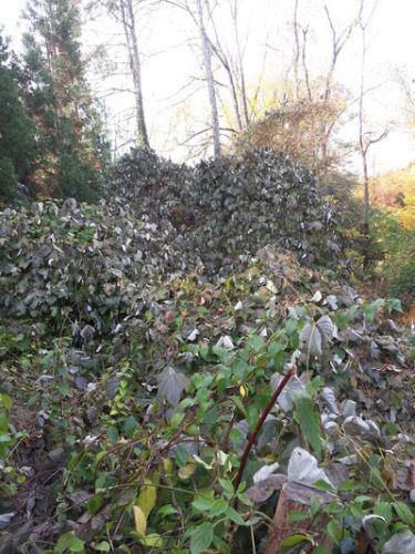 invasive weeds being eliminated — Lawn Maintenance in Princeton, NJ