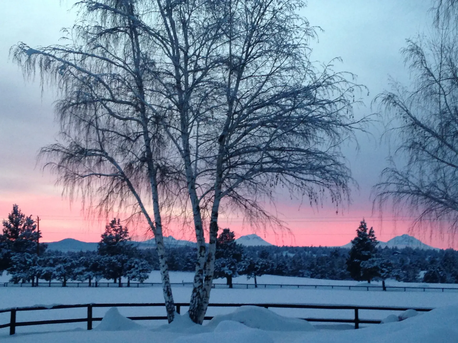 fence and tree in the snow