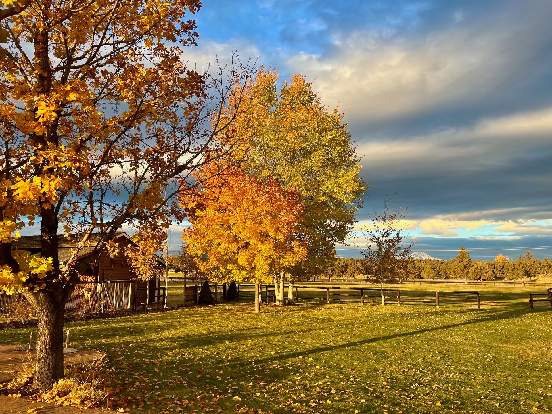 Autumn scene: golden leaves on trees in a sunny meadow, partly cloudy blue sky.