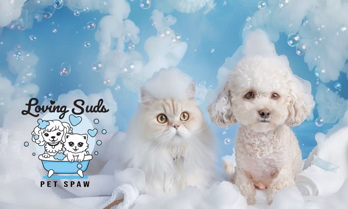 A fluffy Persian cat and poodle in a pet spa setting with bubbles and the logo “Loving Suds.”