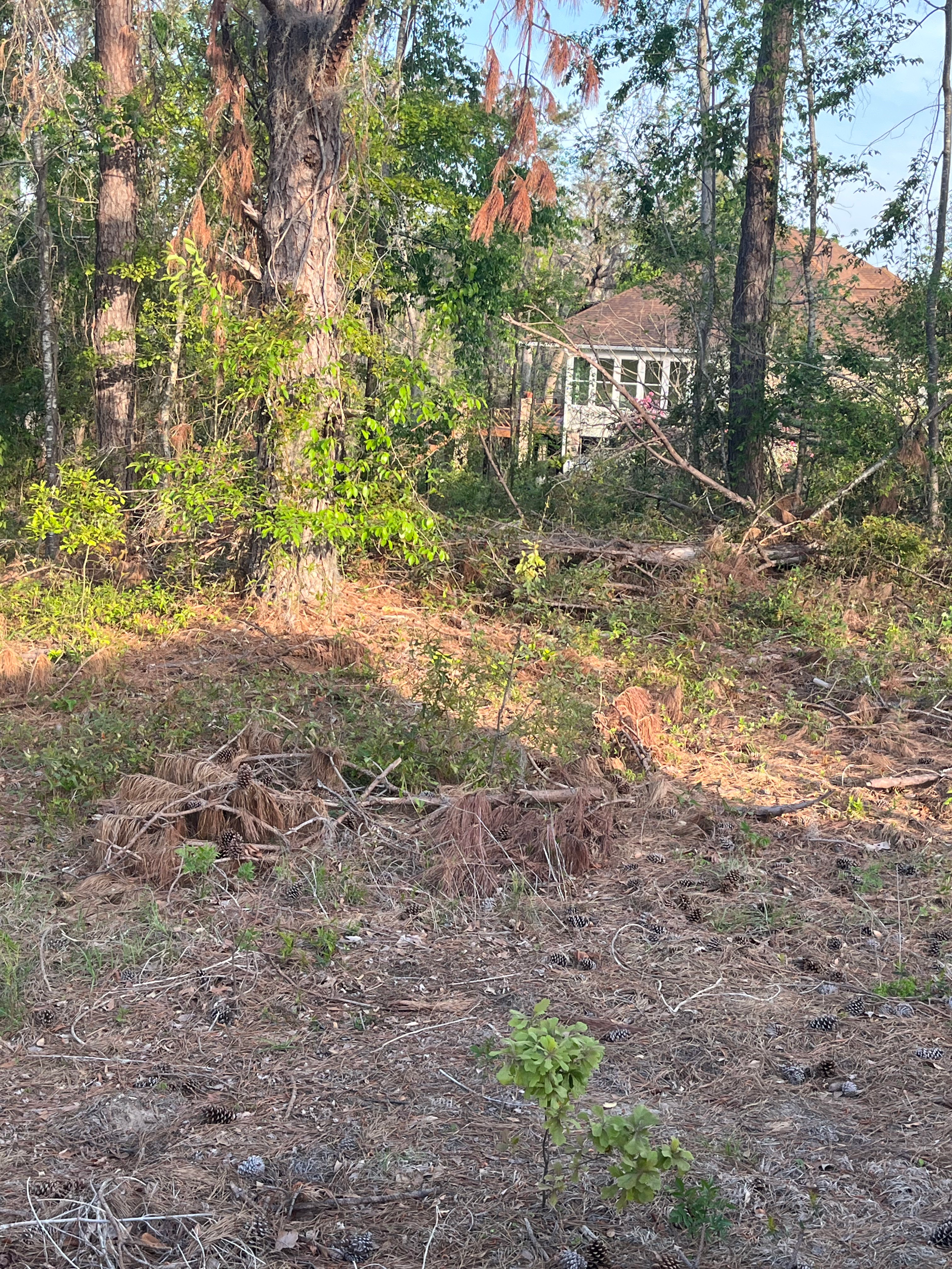 A lush green forest with trees and a house in the background.