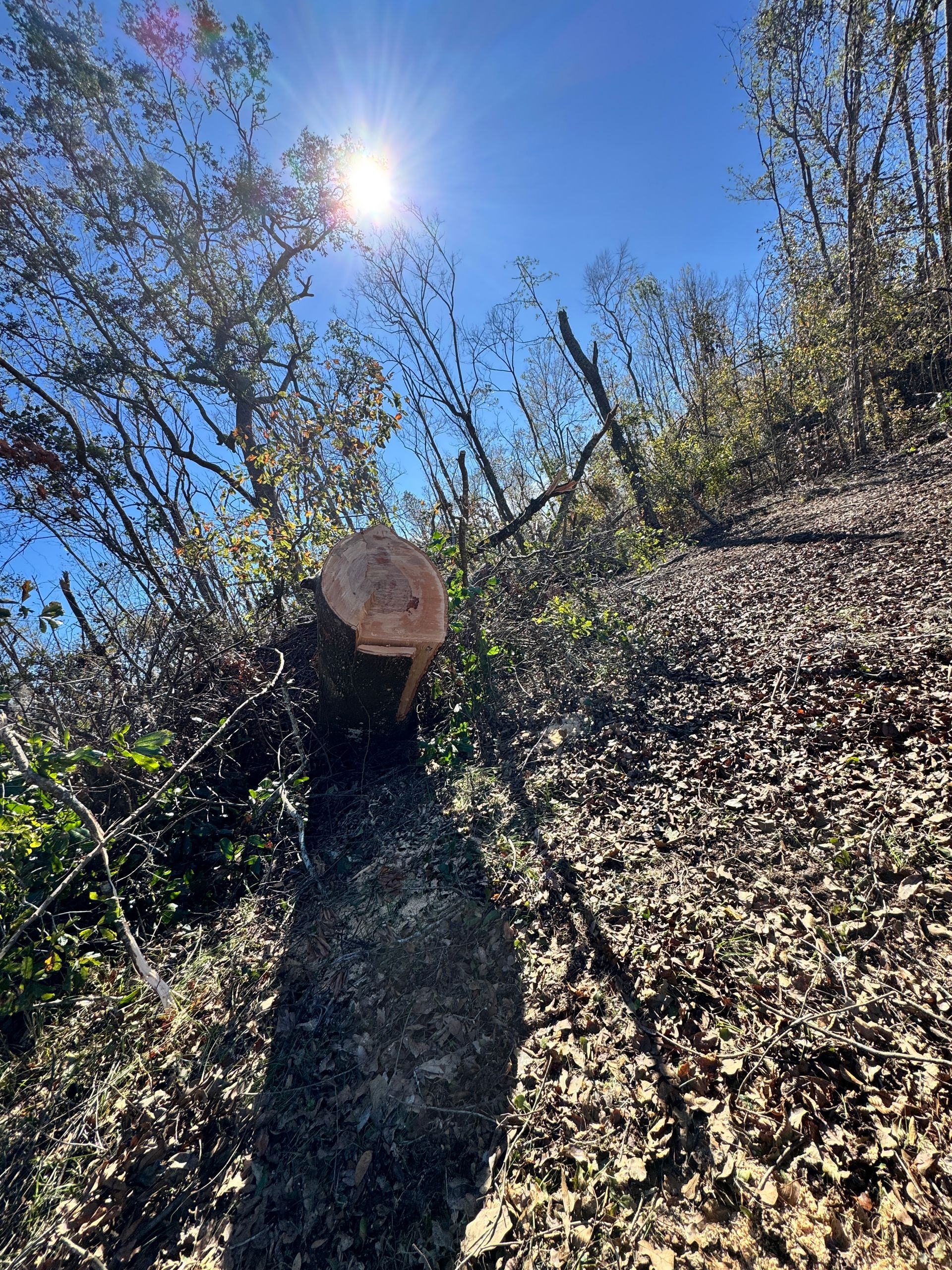 A tree stump is sitting on top of a pile of leaves on a hill.