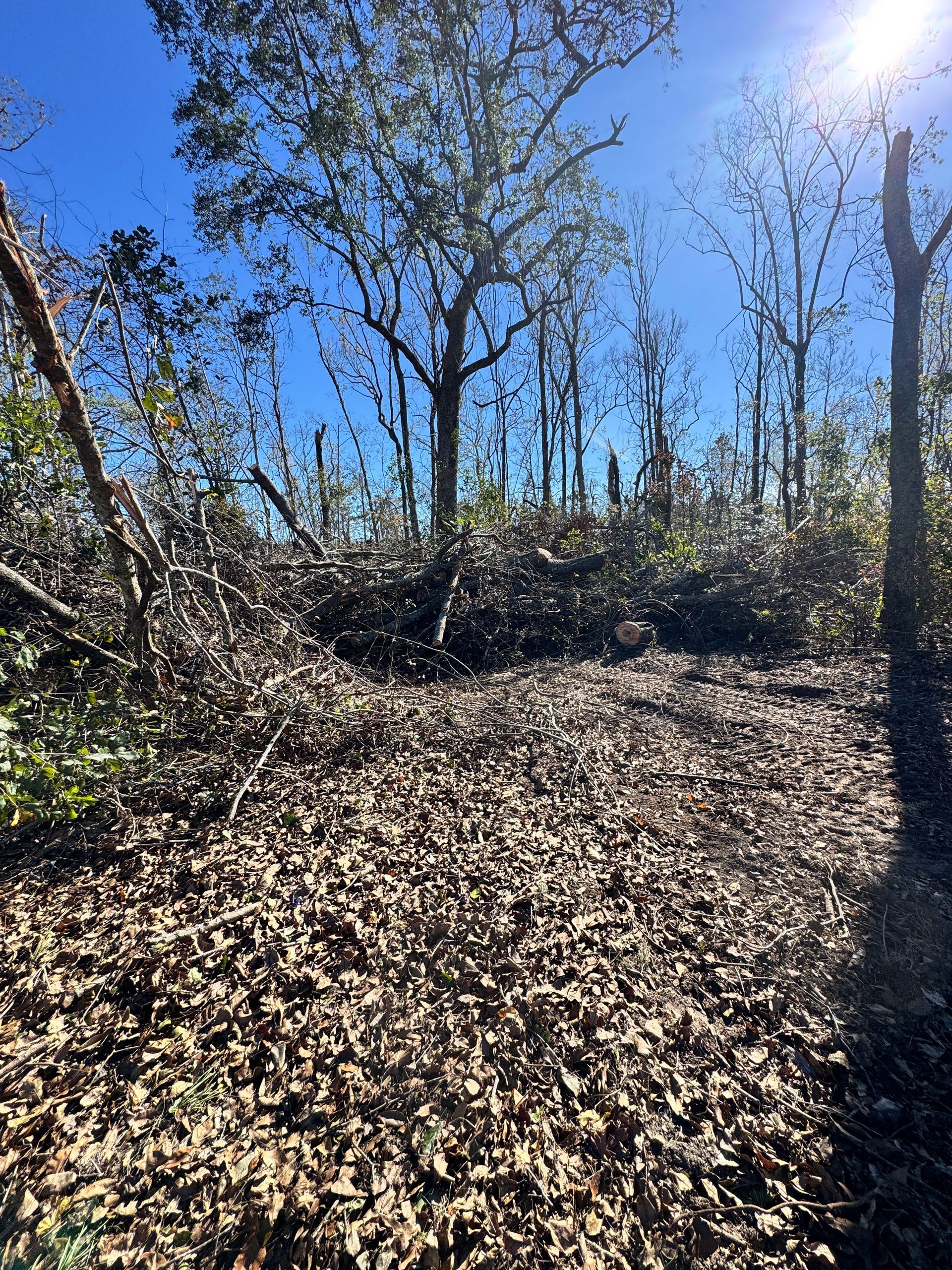 There is a lot of leaves on the ground in the woods.