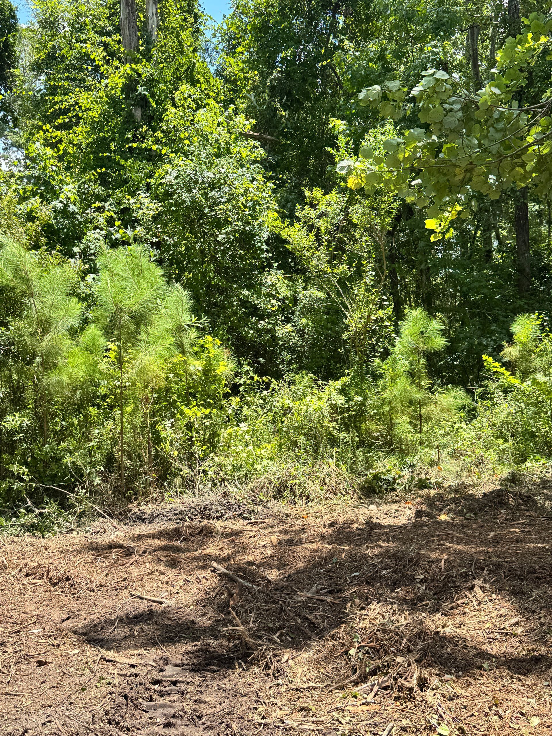 There is a lot of dirt in the middle of the woods.