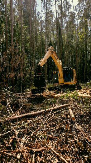 A yellow excavator is cutting down trees in a forest.