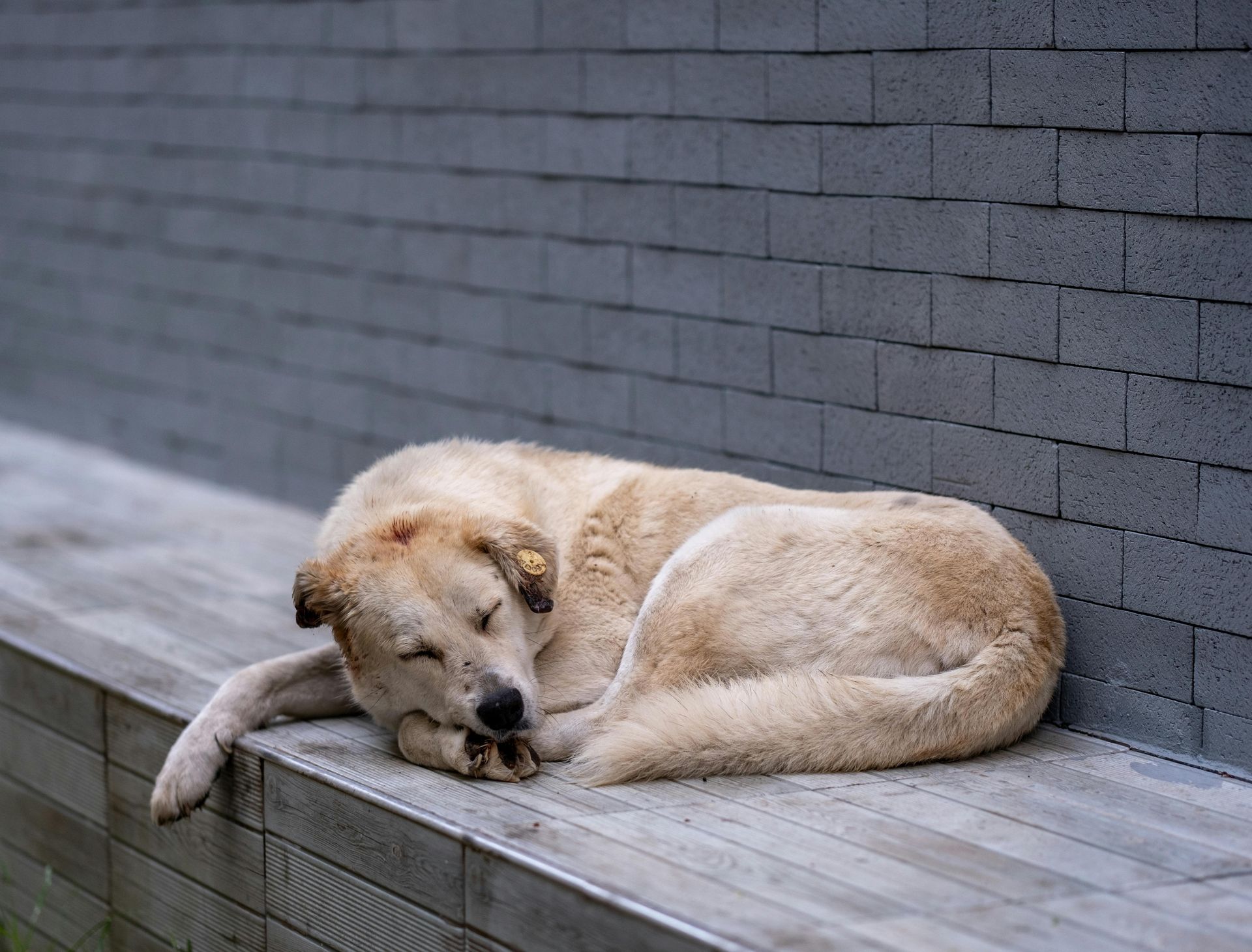 A dog is sleeping on a wooden bench next to a brick wall.