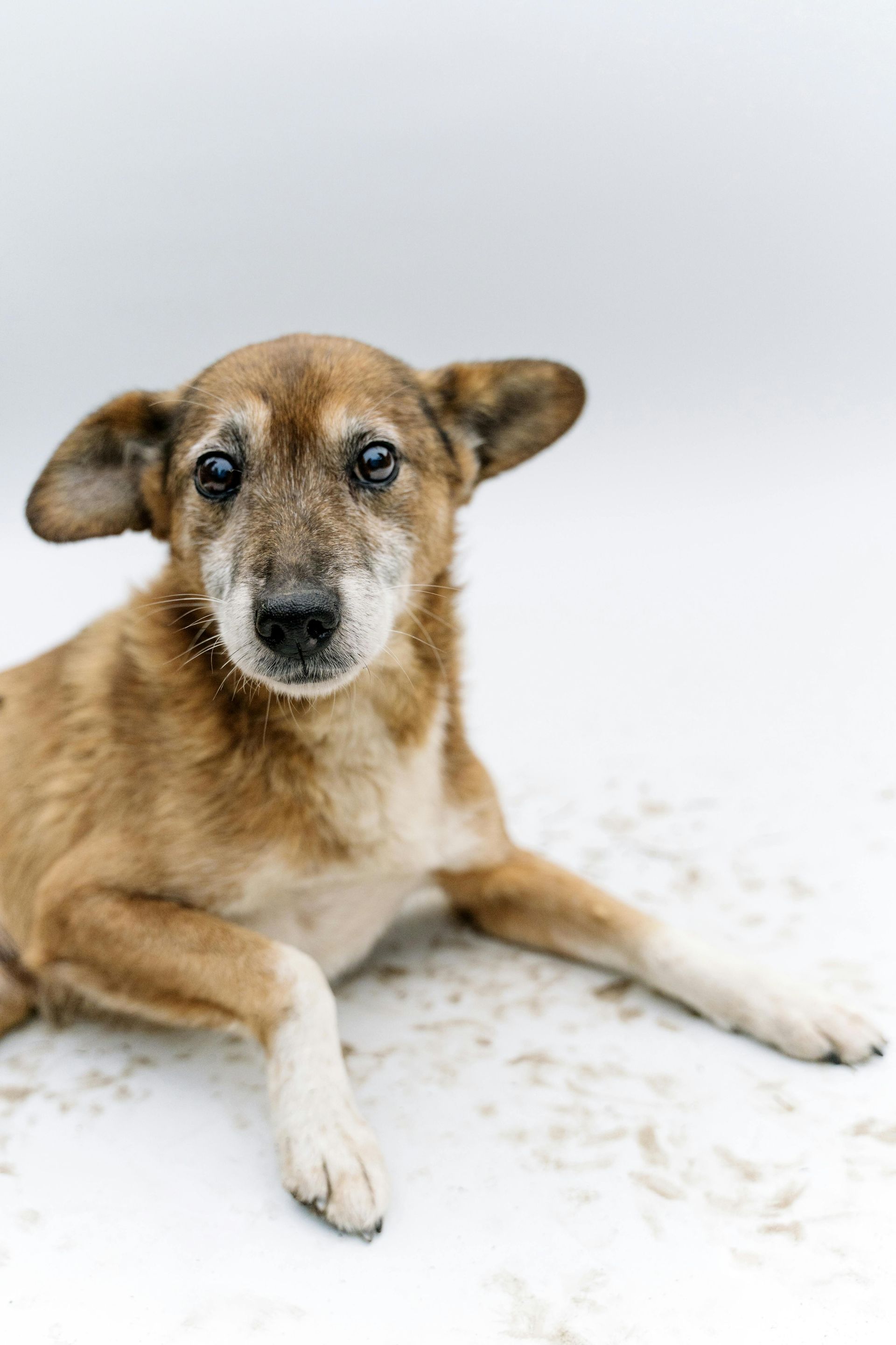 A brown and white dog is laying on the ground and looking at the camera.