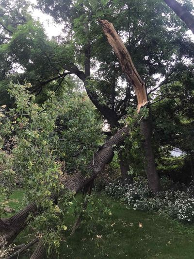 Fallen tree with a broken trunk and green foliage, lying on grass in a yard.