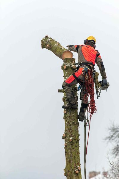 Arborist in orange safety gear, high up in a tree, using a chainsaw to cut a branch.