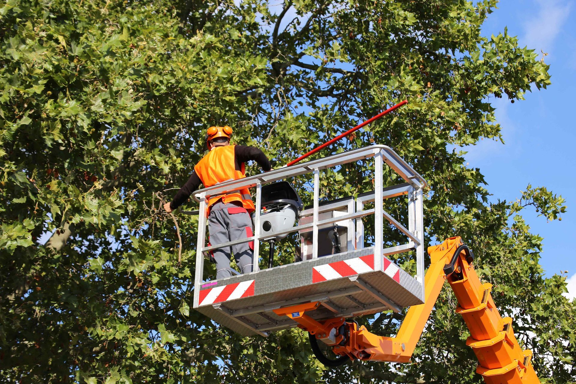 Arborist in an orange lift trimming a large tree with a pole saw under a blue sky.