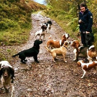 Knuckle Dog Services - Dog Day Care & Boarding Millhouse, Penistone