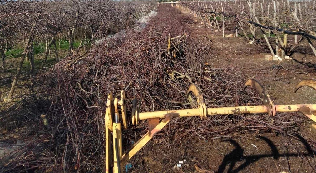 un mucchio di rami giace a terra in un campo.