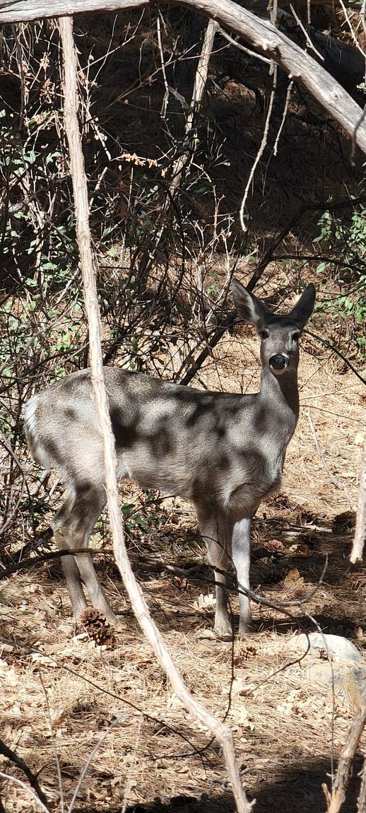 A deer is standing in the woods looking at the camera.