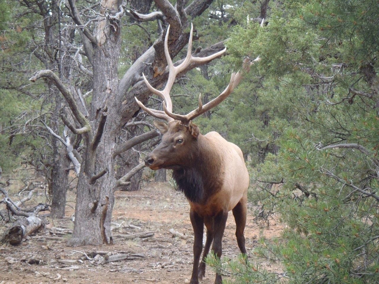 Arizona Elk hunting, scouting