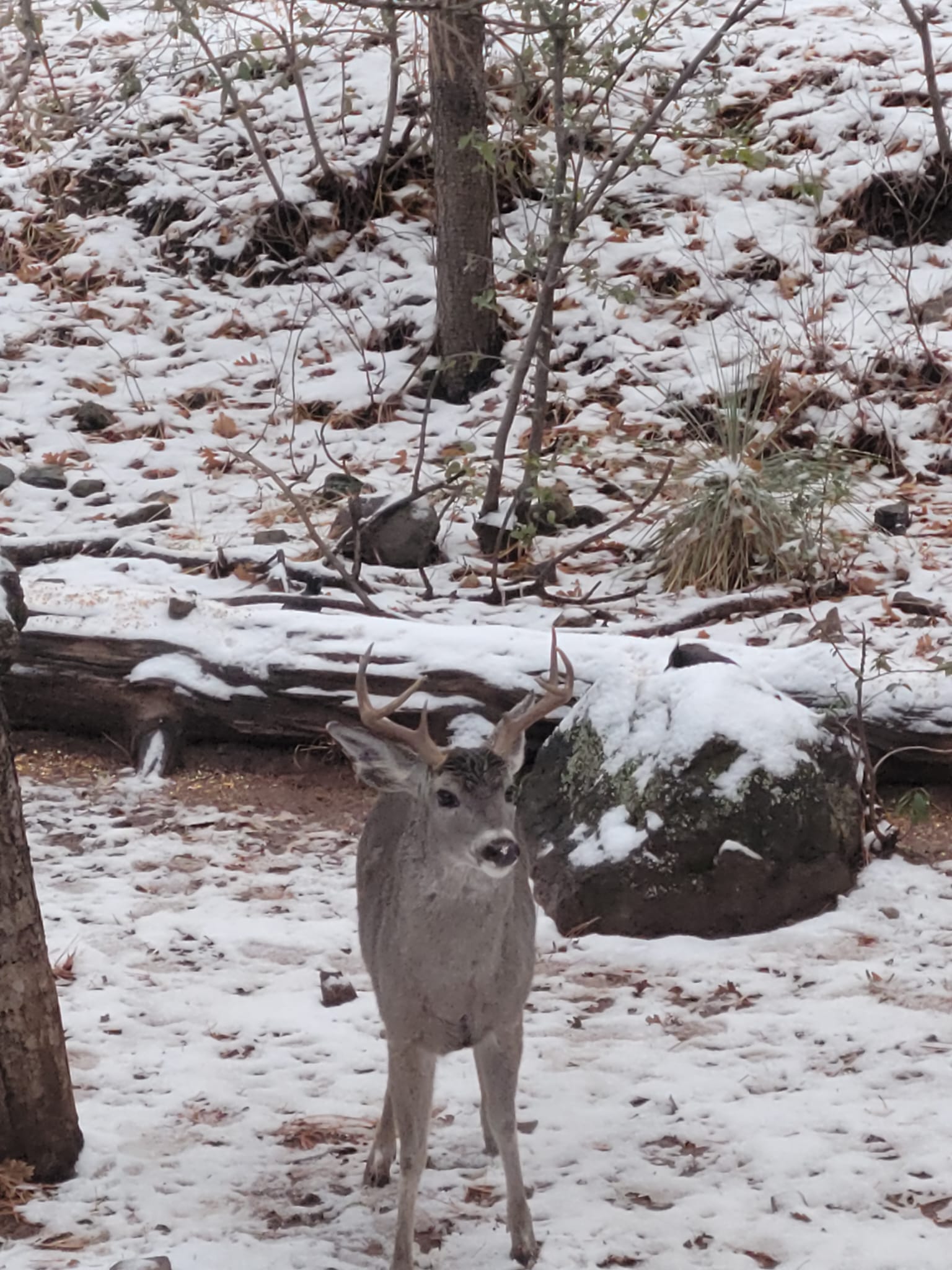 Coues Whitetail Deer