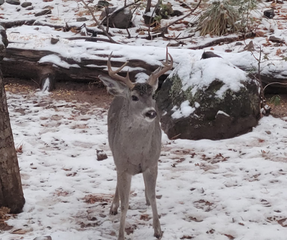Arizona Coues Whitetail deer standing in the snow looking at the camera
