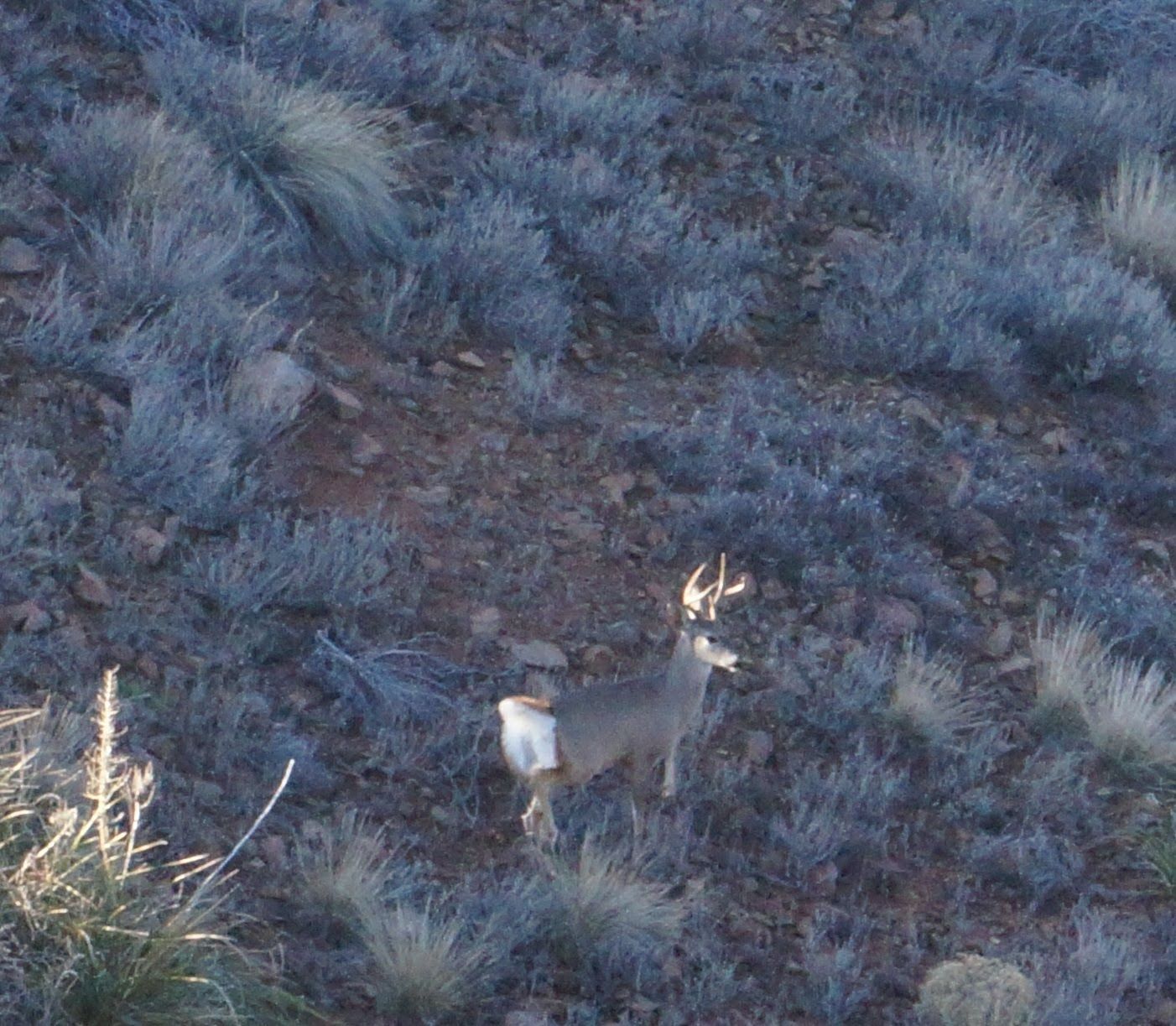 An Arizona mule deer is standing in a field of tall grass