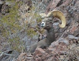 An Arizona Desert Sheep ram with large horns stands on a rocky hillside.