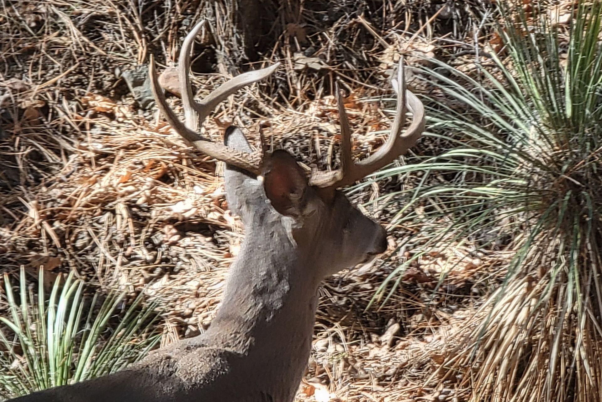 Arizona Coues whitetail deer hunting outfitter
