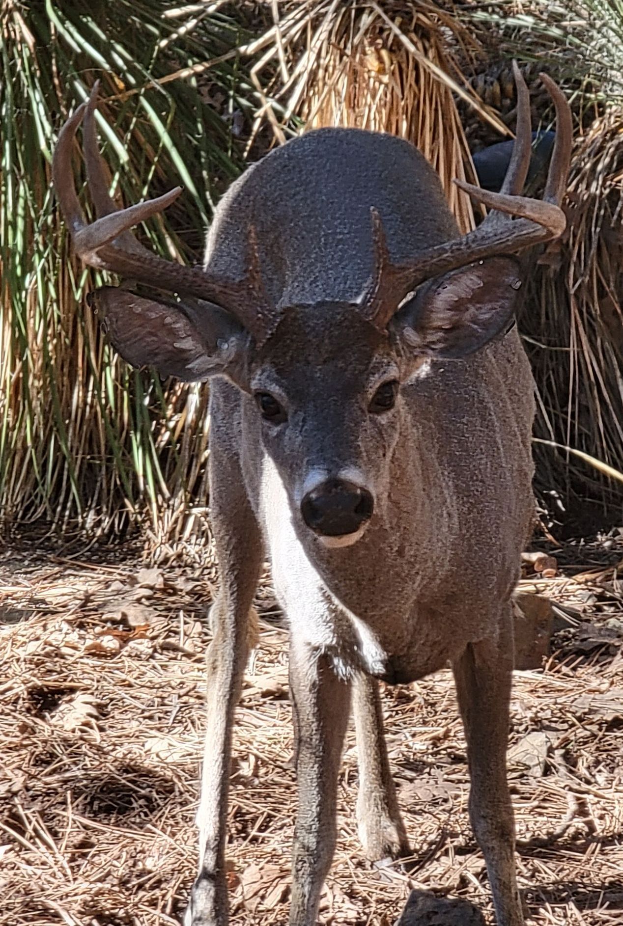 Arizona Non-typical mule deer hunting