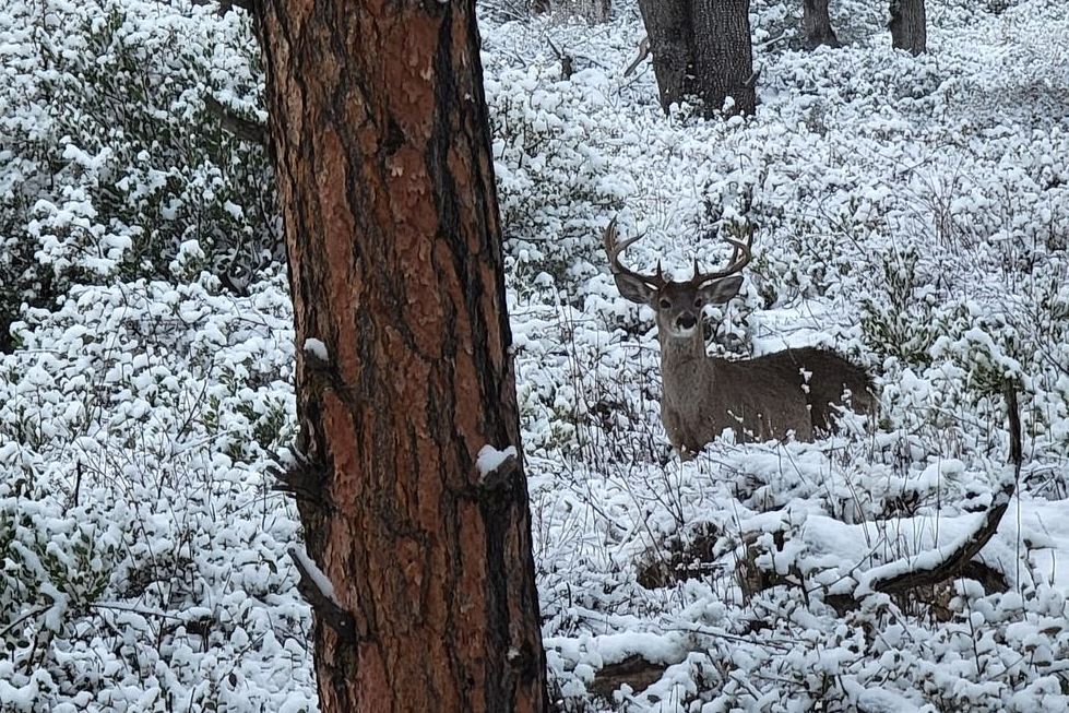 Arizona Coues Deer hunting outitter