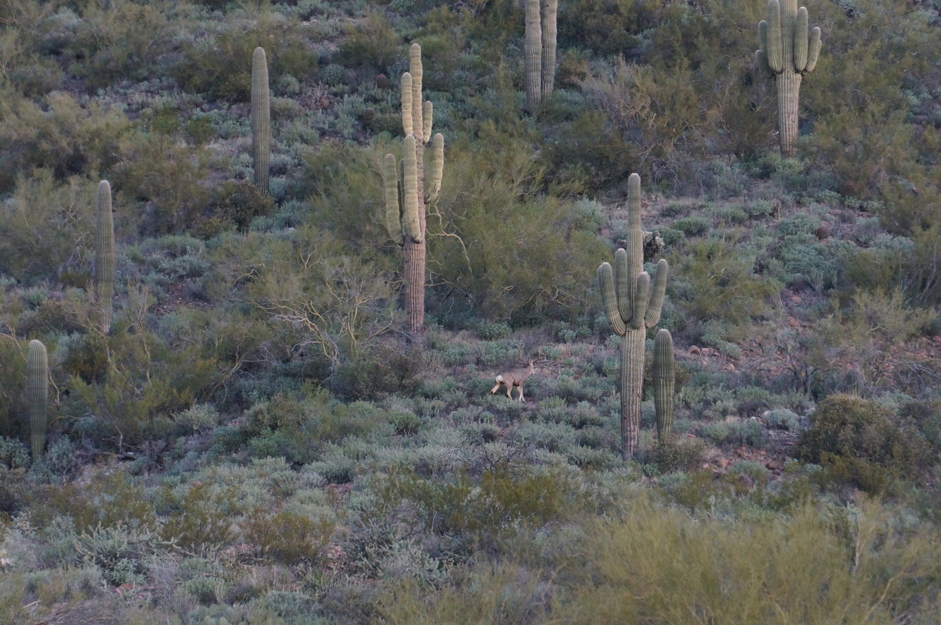 A coyote is walking through a field of cactus