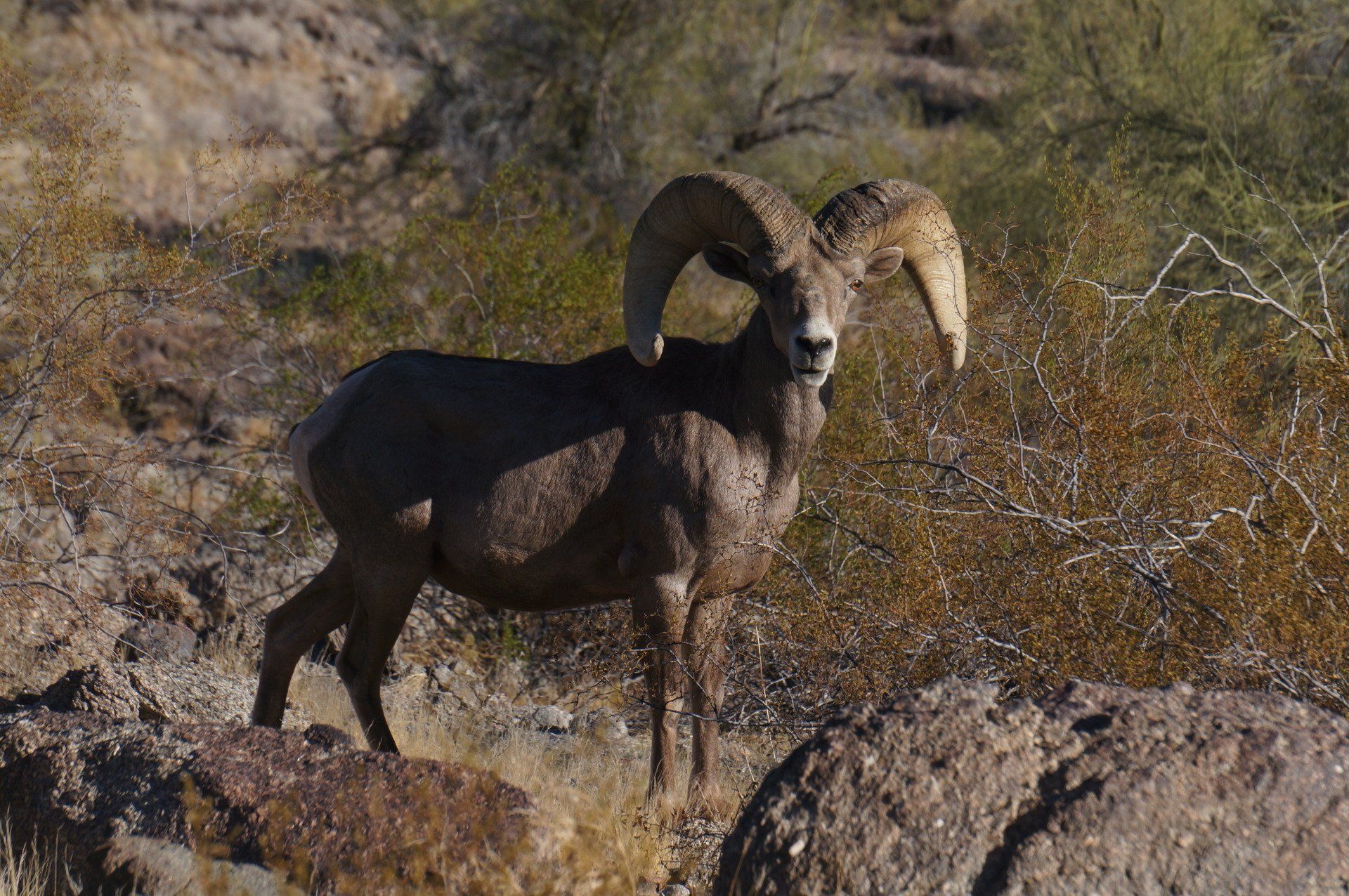 Arizona Big Horn Sheep Hunting