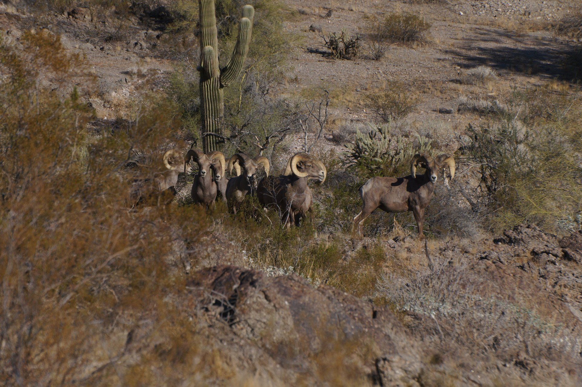 Desert Sheep Hunting Arizona, Rob Hardy