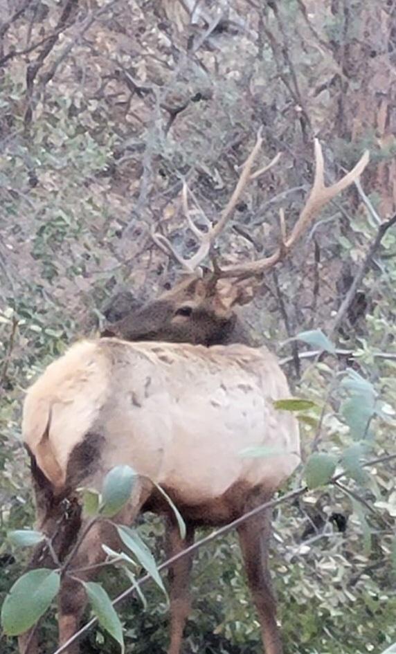 Big Elk Hunting Arizona