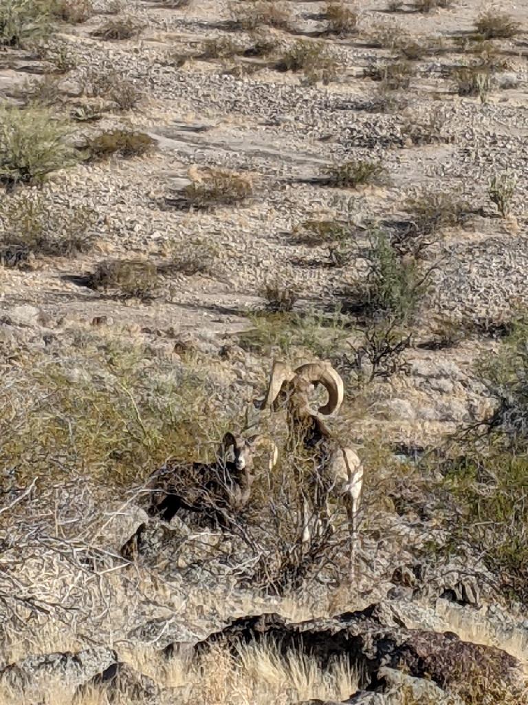 a herd of Big Horn sheep standing in the middle of a desert .