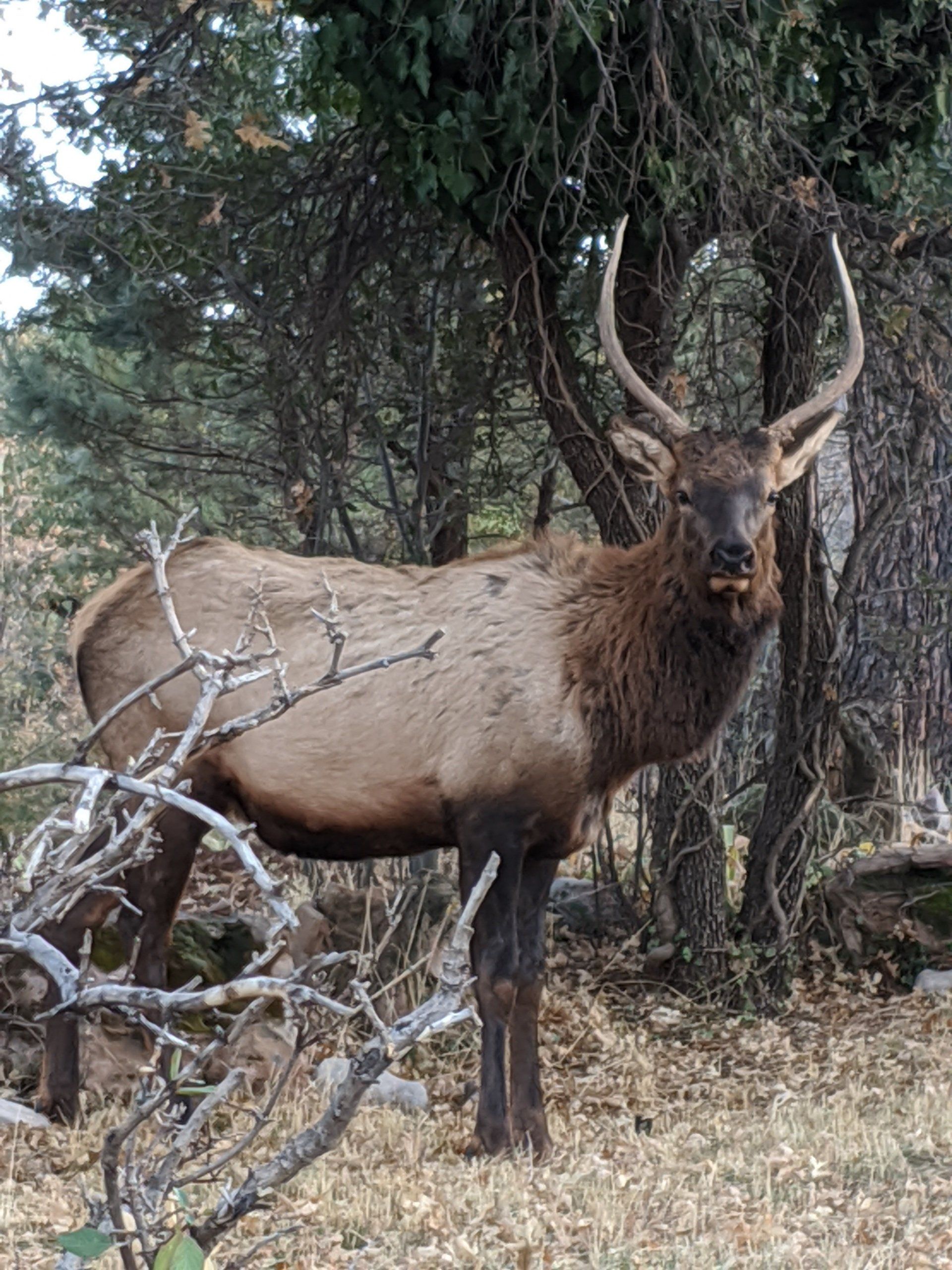 An Arizona elk standing in the woods looking at the camera