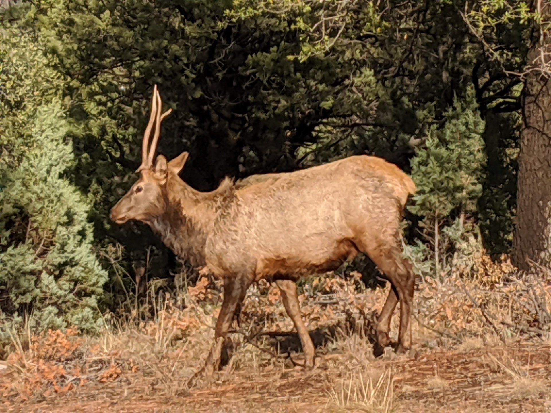 A Arizona elk with antlers is walking through the woods