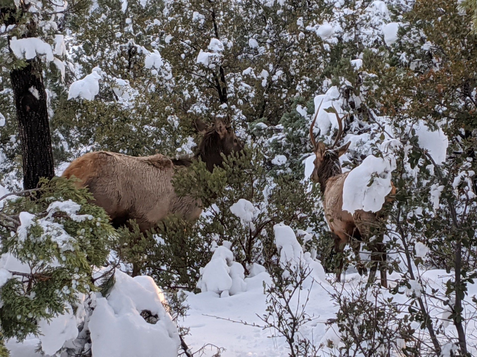 A couple of Arizona elk standing in a snowy forest