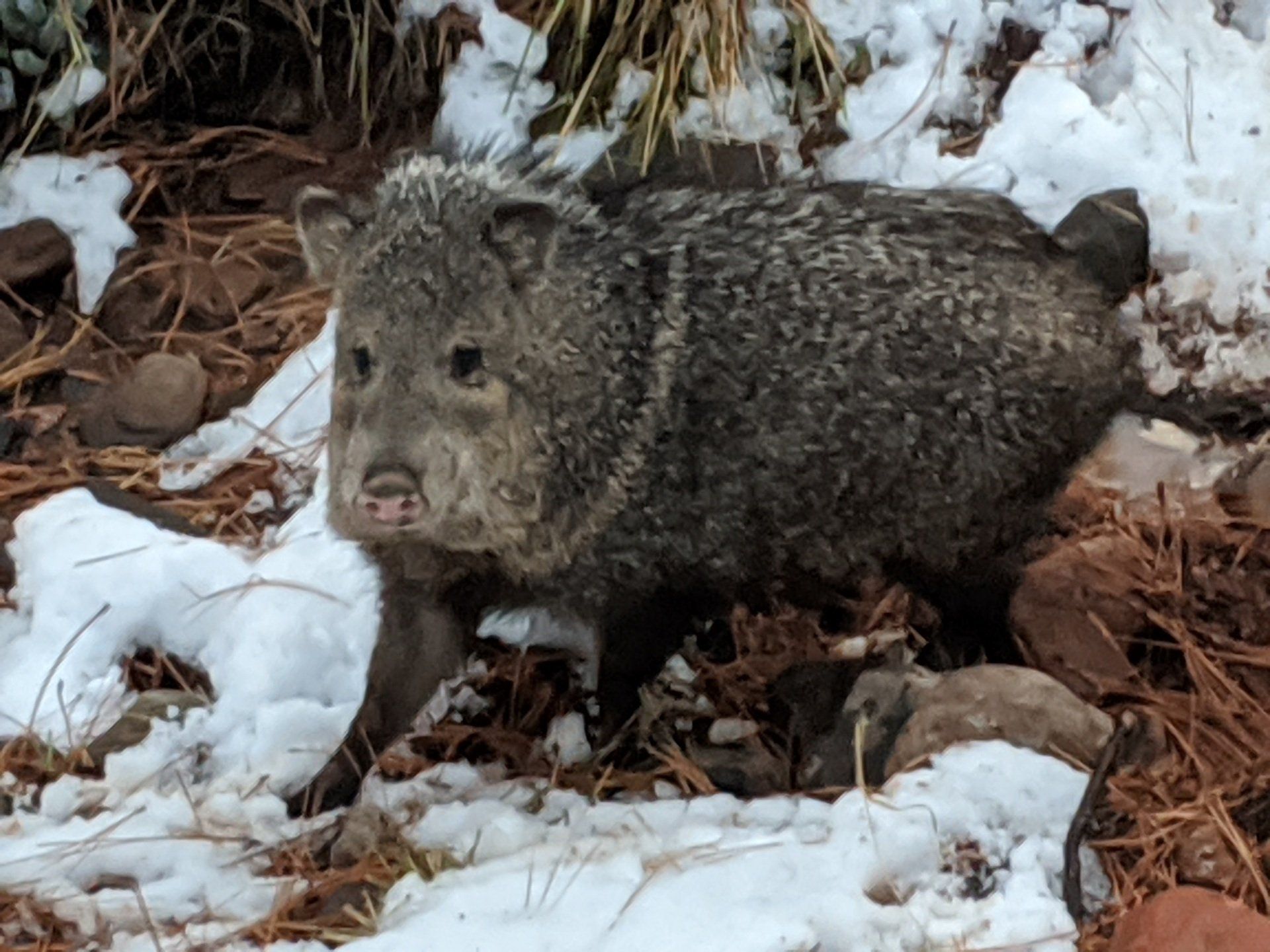 a Javilina pig is standing in the snow looking at the camera