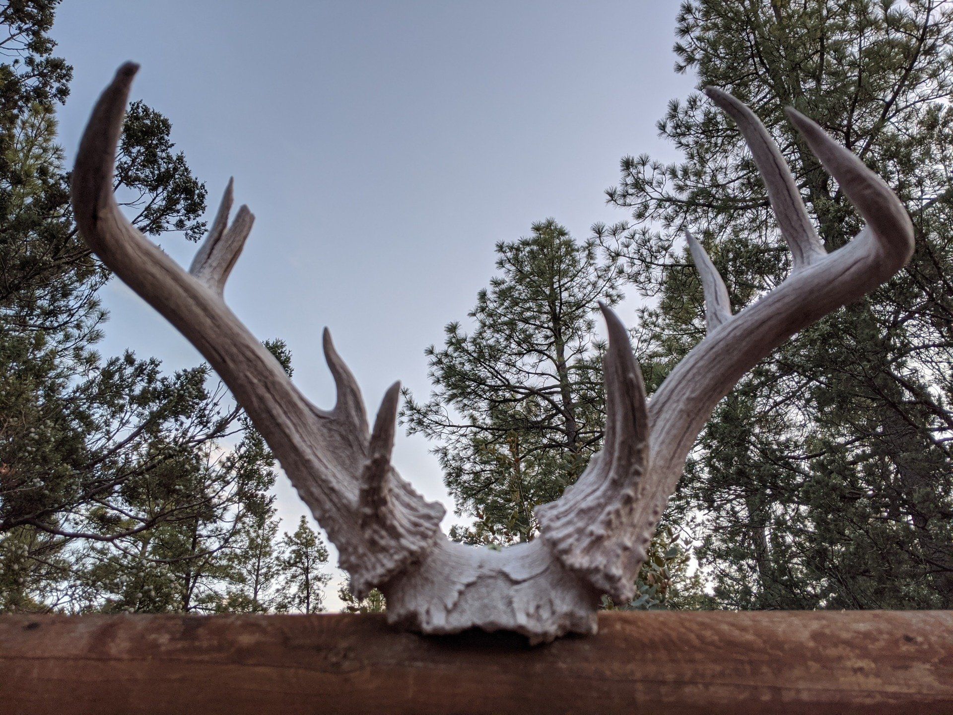 A deer skull is hanging on a wooden fence with trees in the background