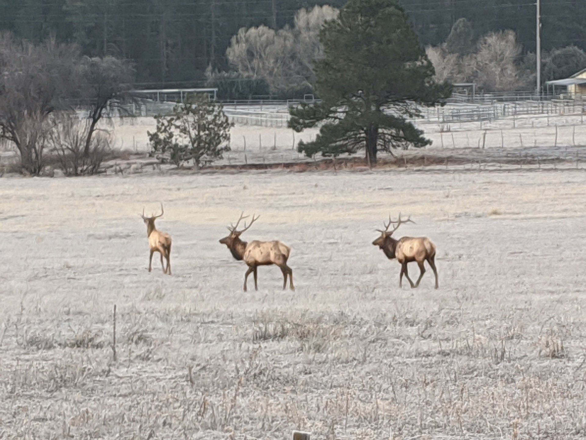 Three Arizona elk standing in a snowy field with trees in the background