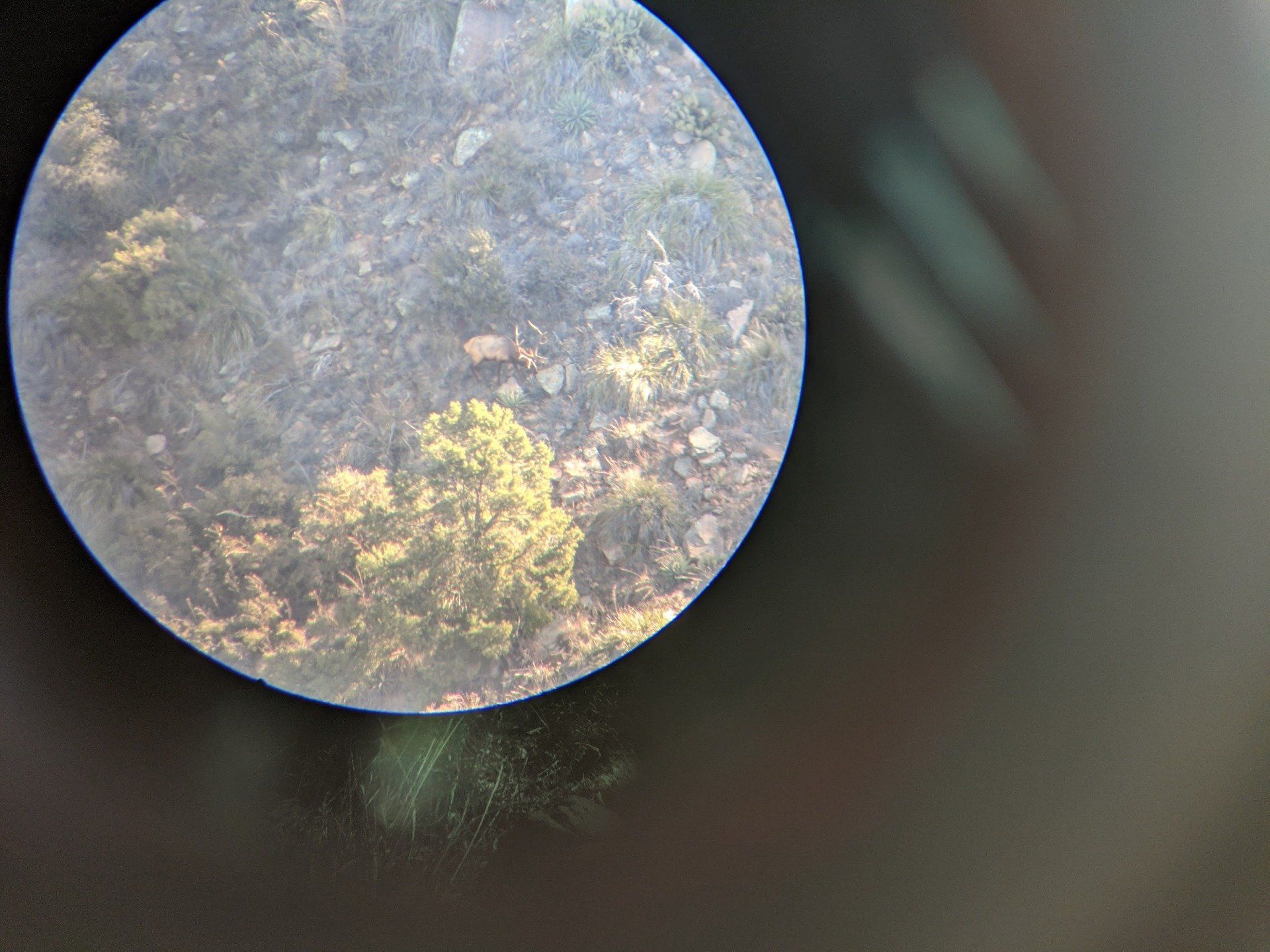 A close-up of a mountain elk in Arizona