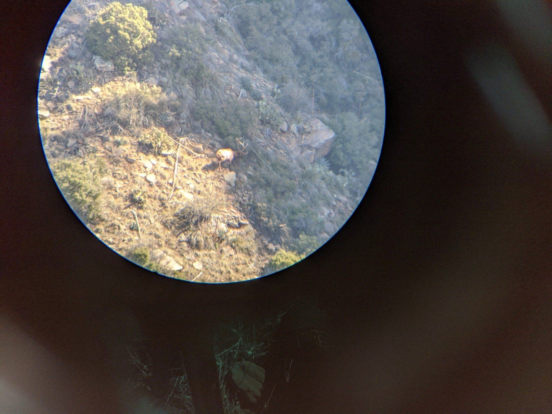 A view of a Arizona mountain elk  through a telescope