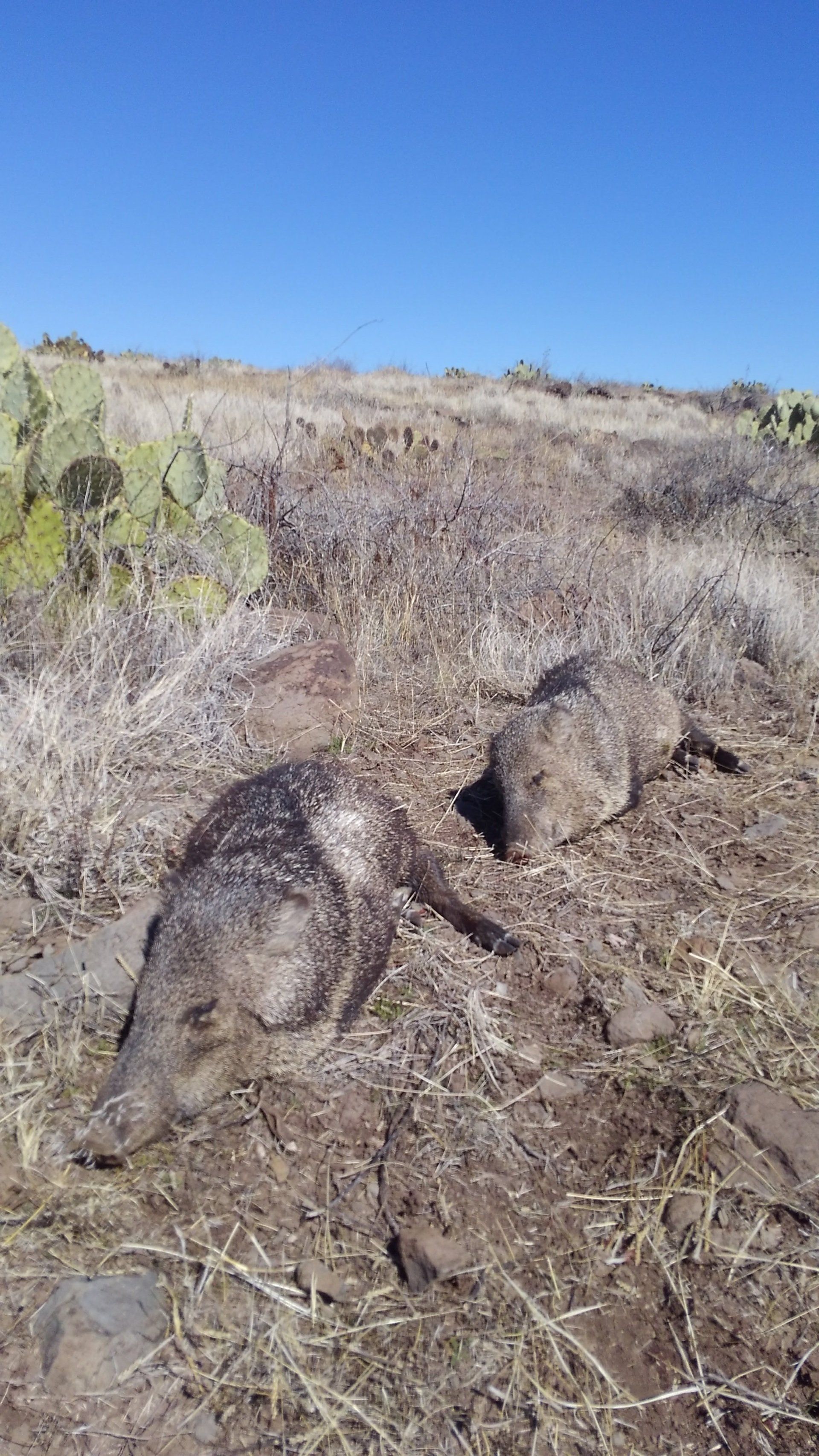 A couple of Javilinas are laying in the dirt in a field.