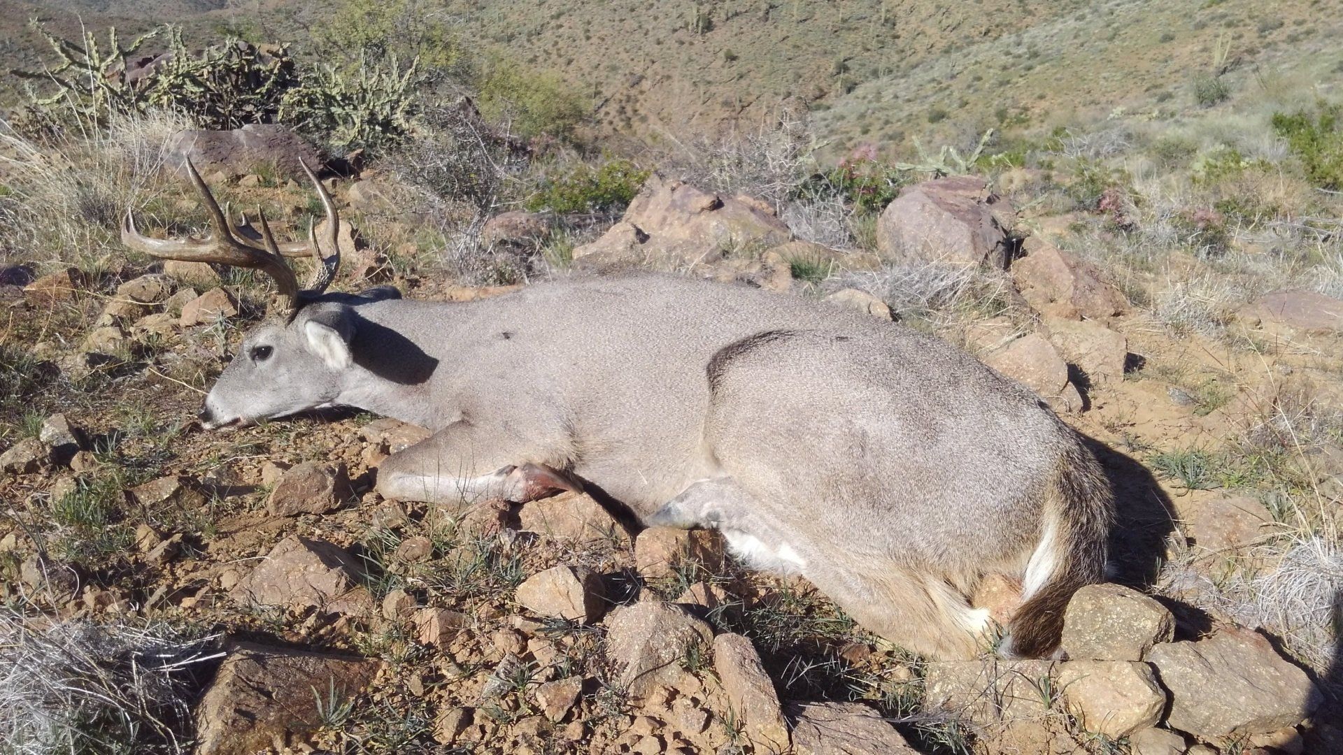 Coues Deer hunting Arizona