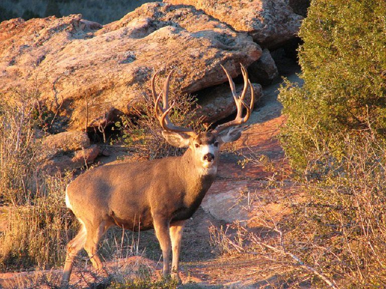 A large deer standing on top of a rocky hillside