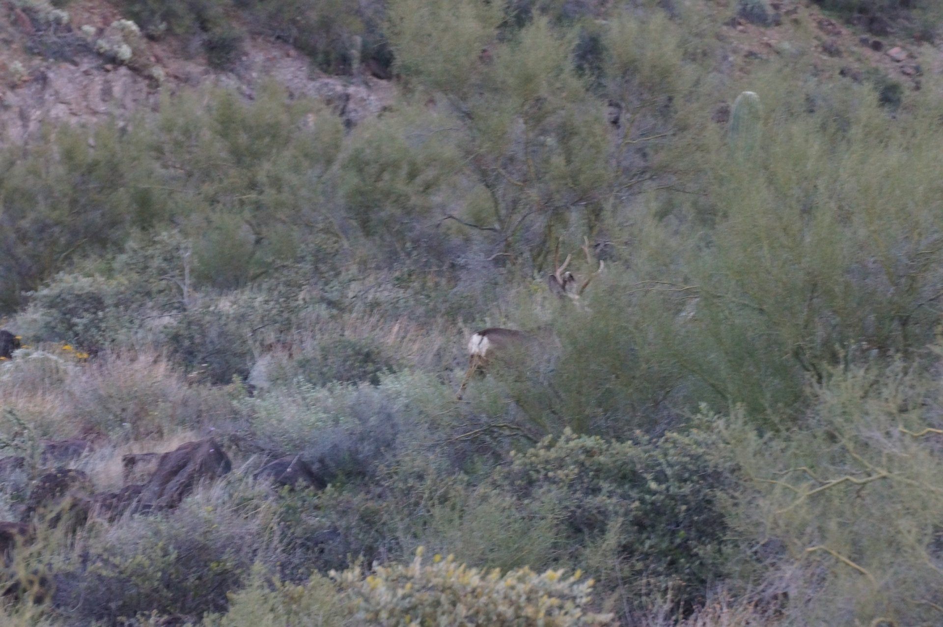 A bird is flying over a lush green forest