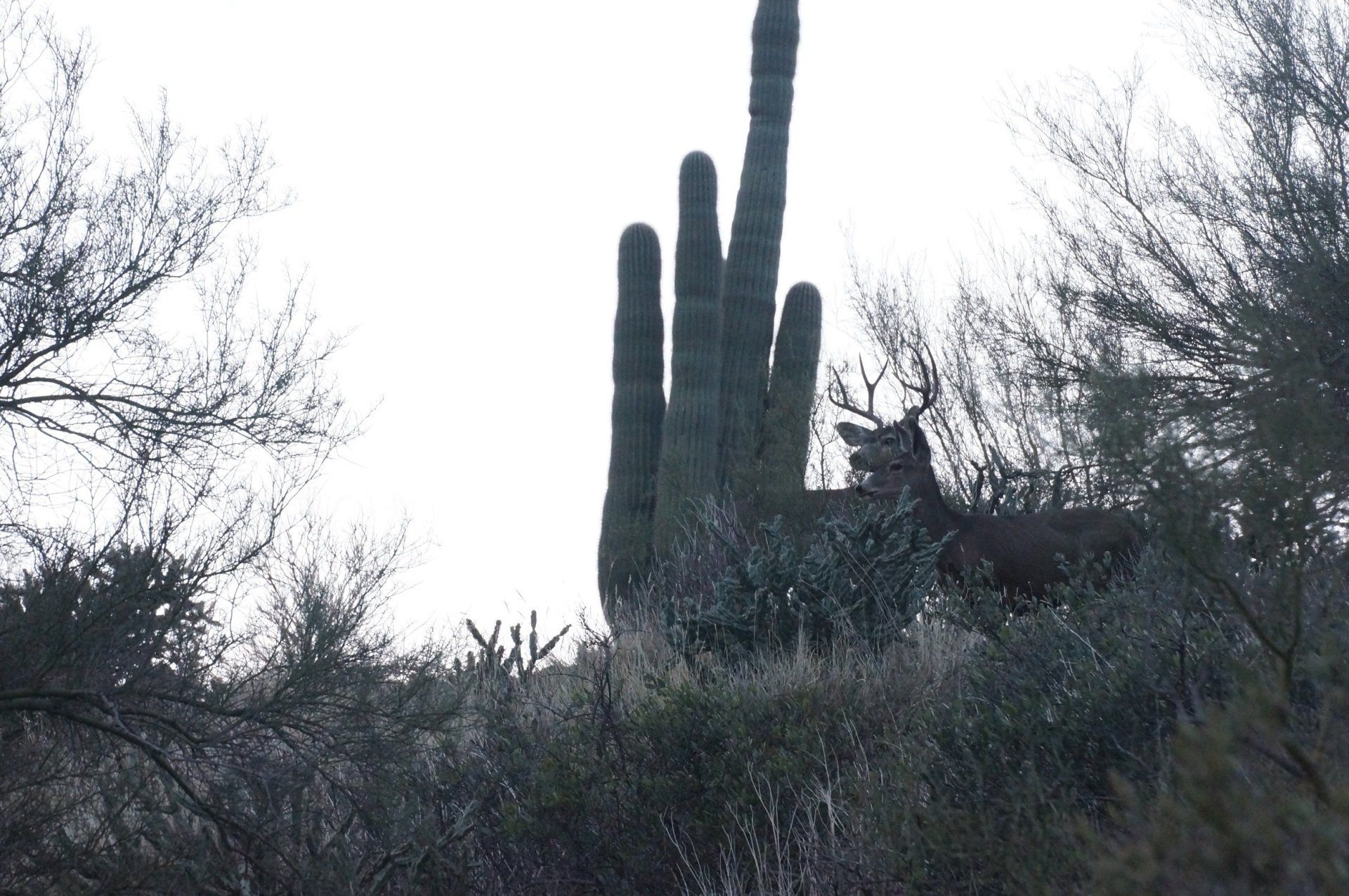 A saguaro cactus is surrounded by trees and bushes