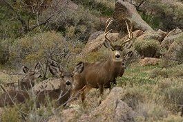 Arizona Mule deer hunting 