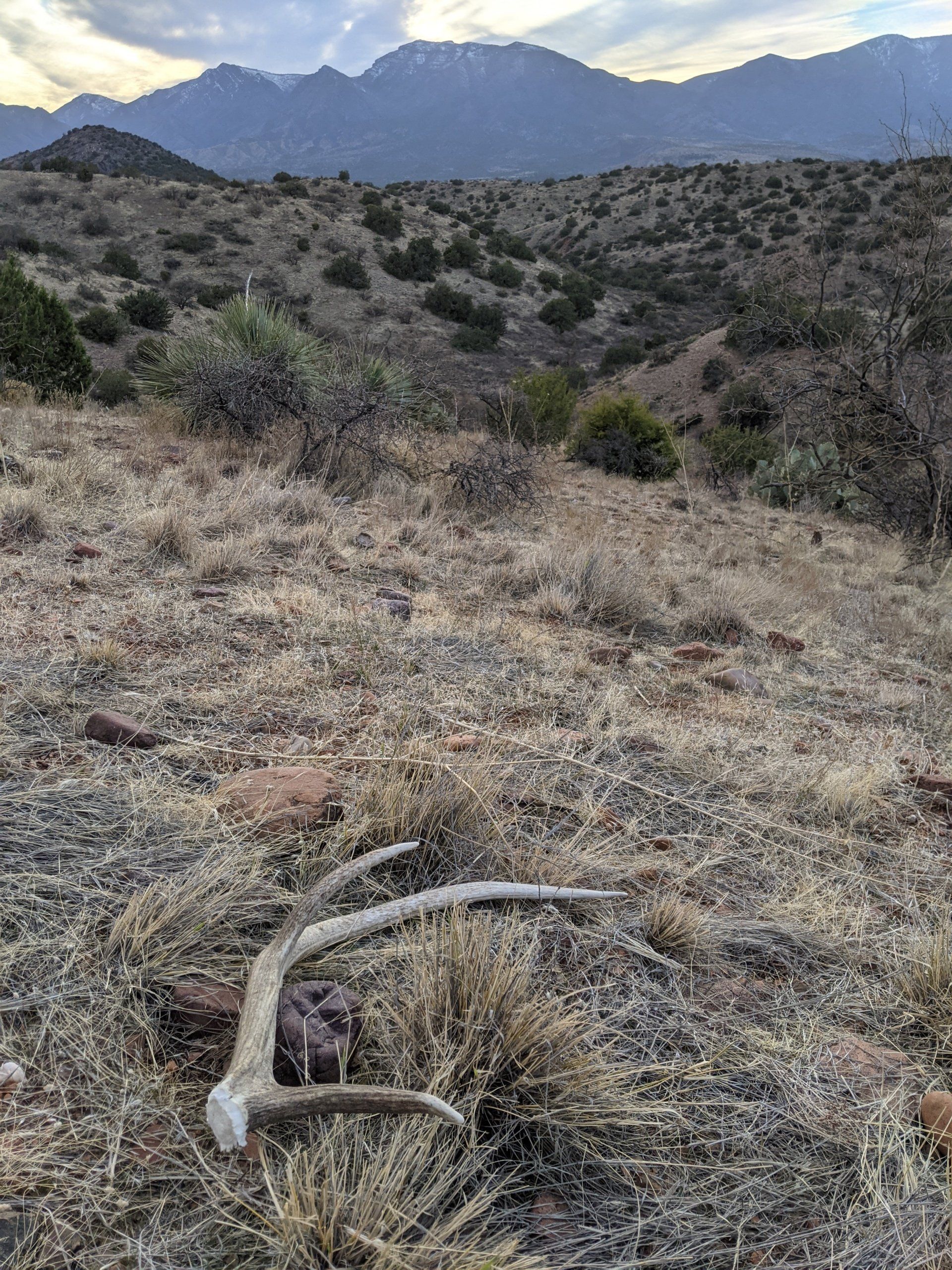 a deer antlers are laying on the ground in a field with mountains in the background .